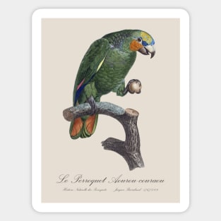 Orange-Winged Amazon Parrot  / Le Perroquet Aourou-Couraou - 19th century Jacques Barraband Illustration Sticker